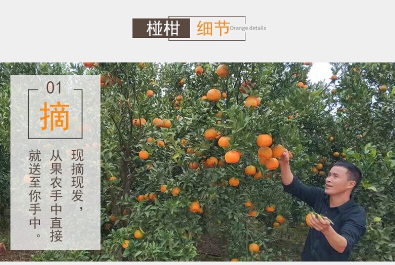 衢州椪柑橘子柑橘新鲜绿色果园直发10斤一箱20斤一箱都有