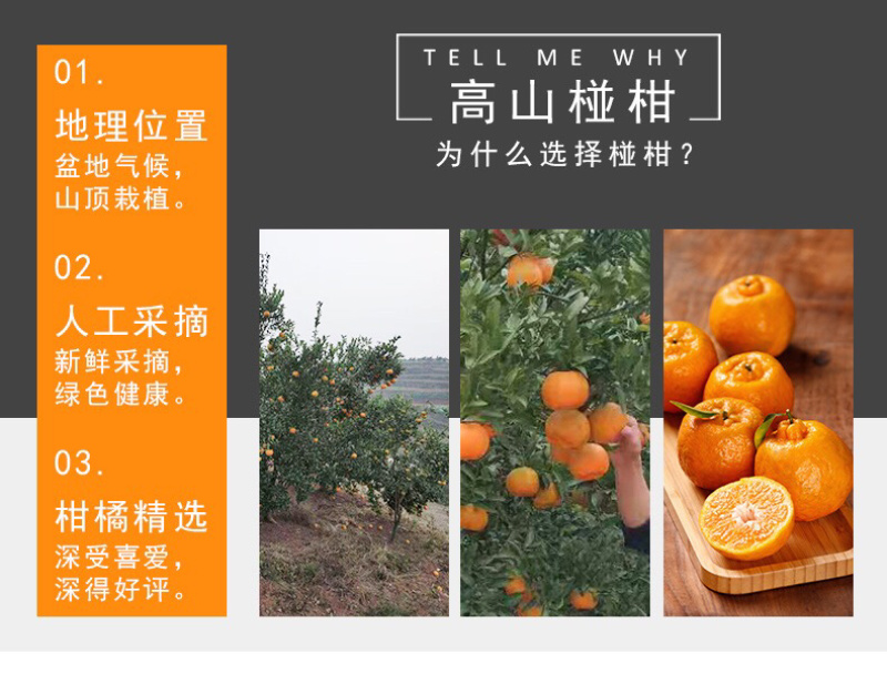 衢州椪柑橘子柑橘新鲜绿色果园直发10斤一箱20斤一箱都有