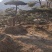 造型黑松造型油松黑松盆景