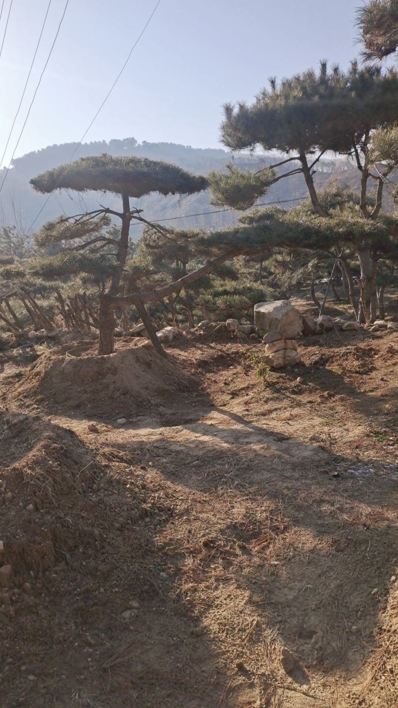 造型黑松造型油松黑松盆景