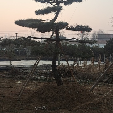 造型黑松造型油松黑松盆景