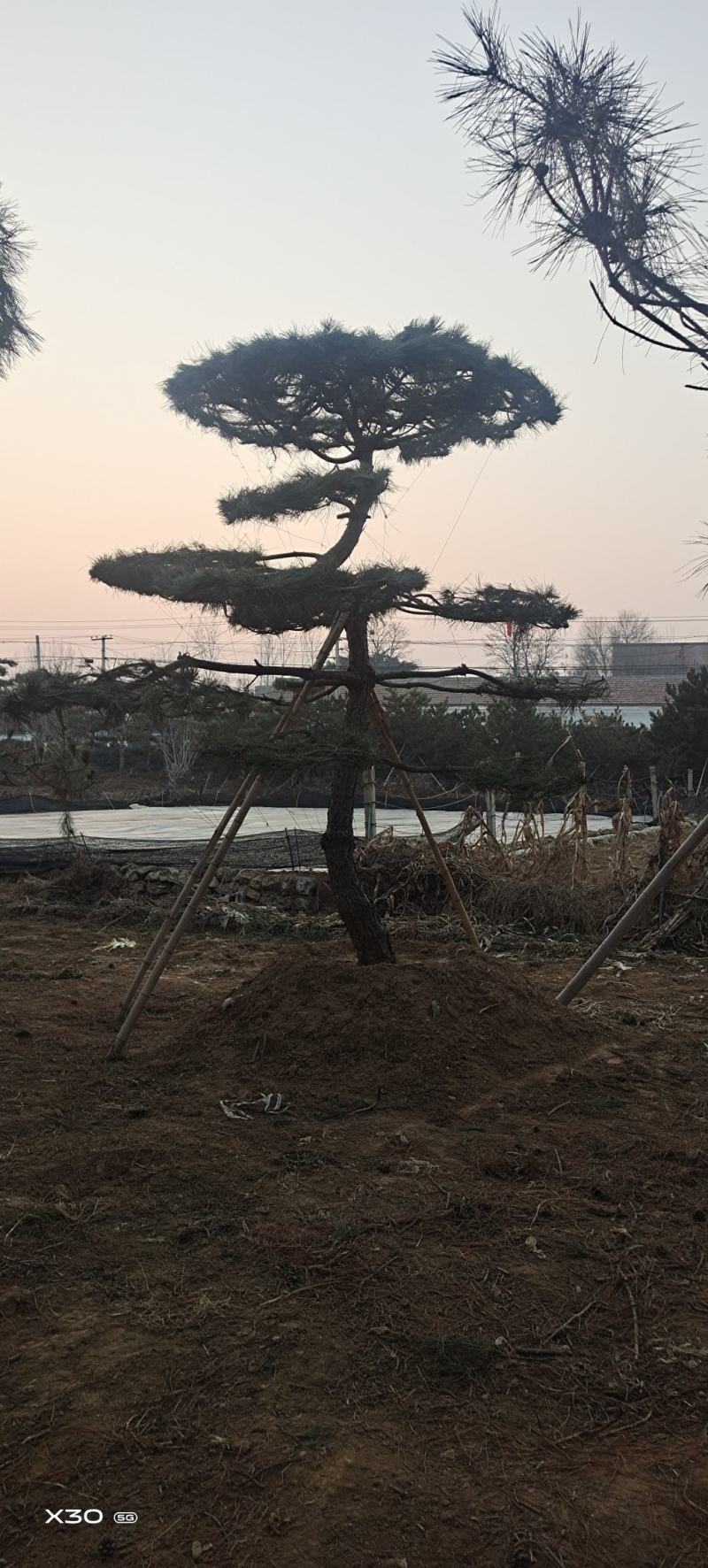 造型黑松造型油松黑松盆景