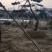 造型黑松造型油松黑松盆景