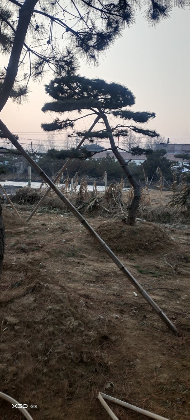 造型黑松造型油松黑松盆景