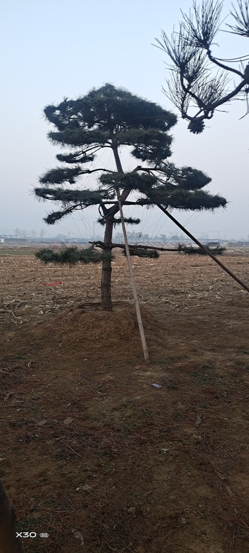 造型黑松造型油松黑松盆景