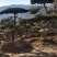 造型黑松造型油松黑松盆景