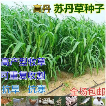 苏丹草种子牧草籽鸡鸭猪牛羊鱼四季播种养鱼专用草籽