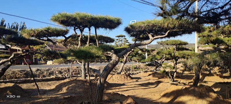 造型黑松造型油松黑松盆景