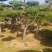 造型黑松造型油松黑松盆景