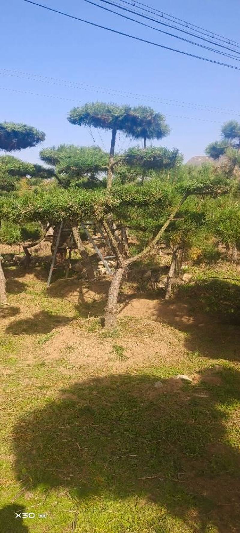 造型黑松造型油松黑松盆景