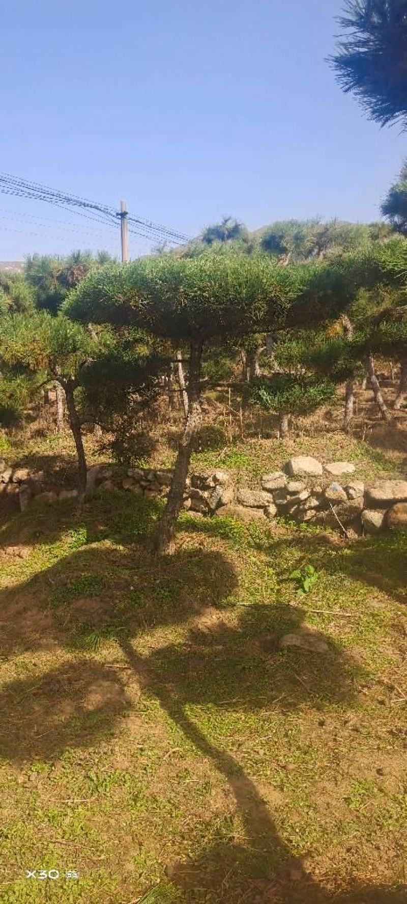 造型黑松造型油松黑松盆景