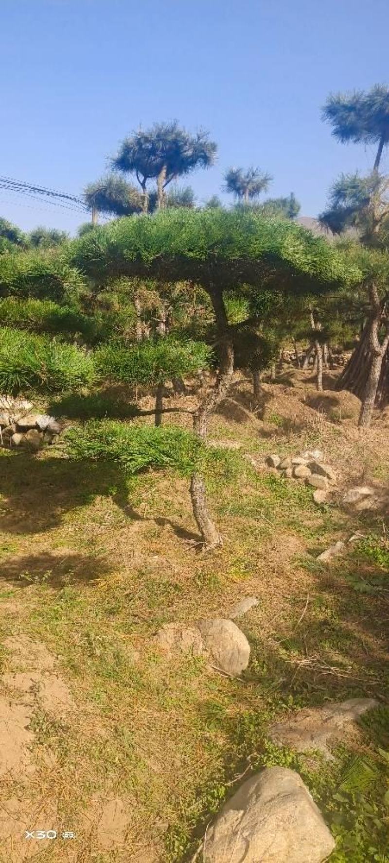 造型黑松造型油松黑松盆景
