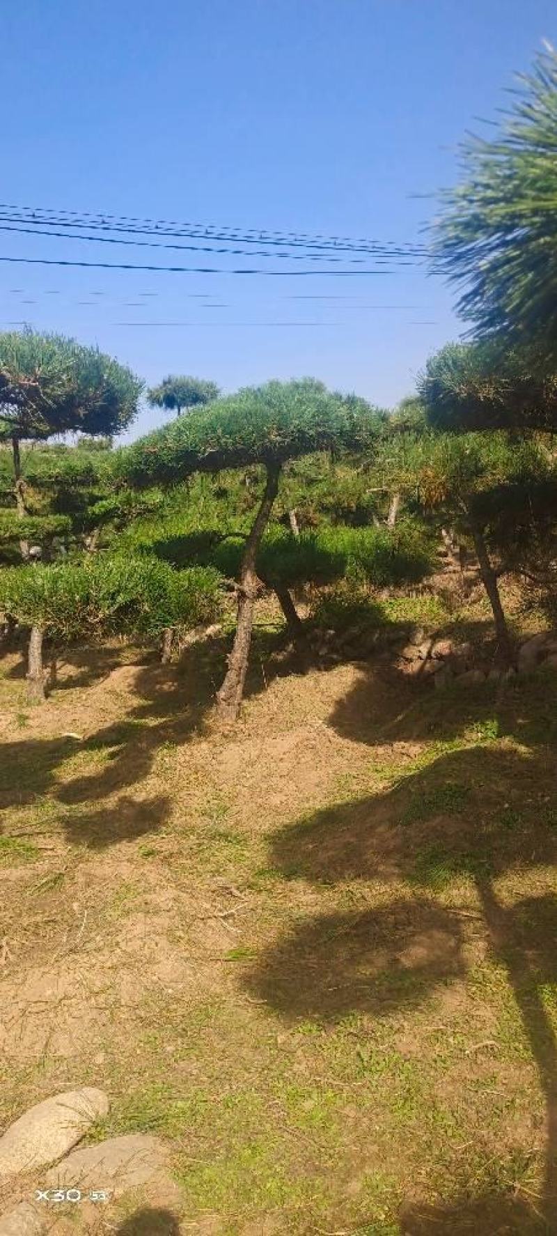 造型黑松造型油松黑松盆景