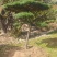 造型黑松造型油松黑松盆景