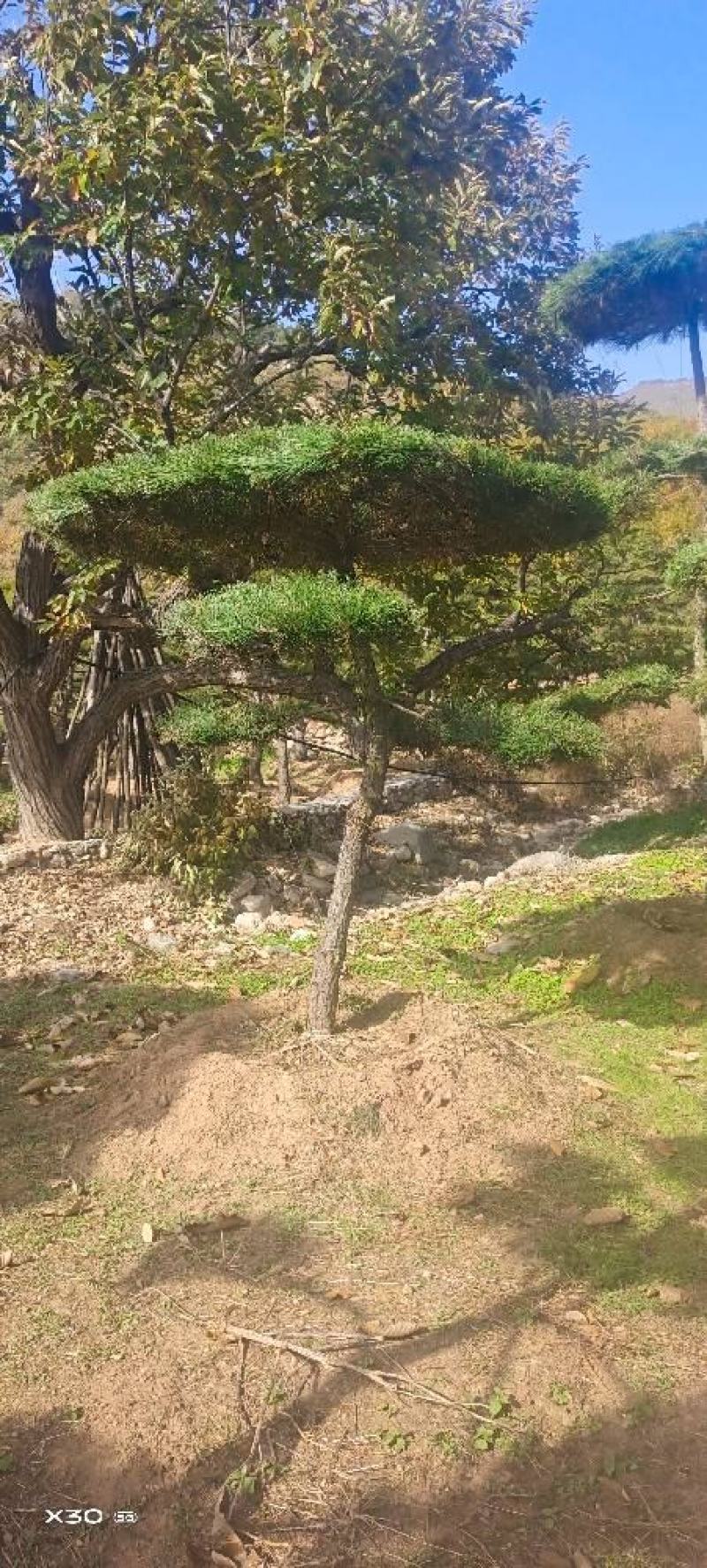 造型黑松造型油松黑松盆景