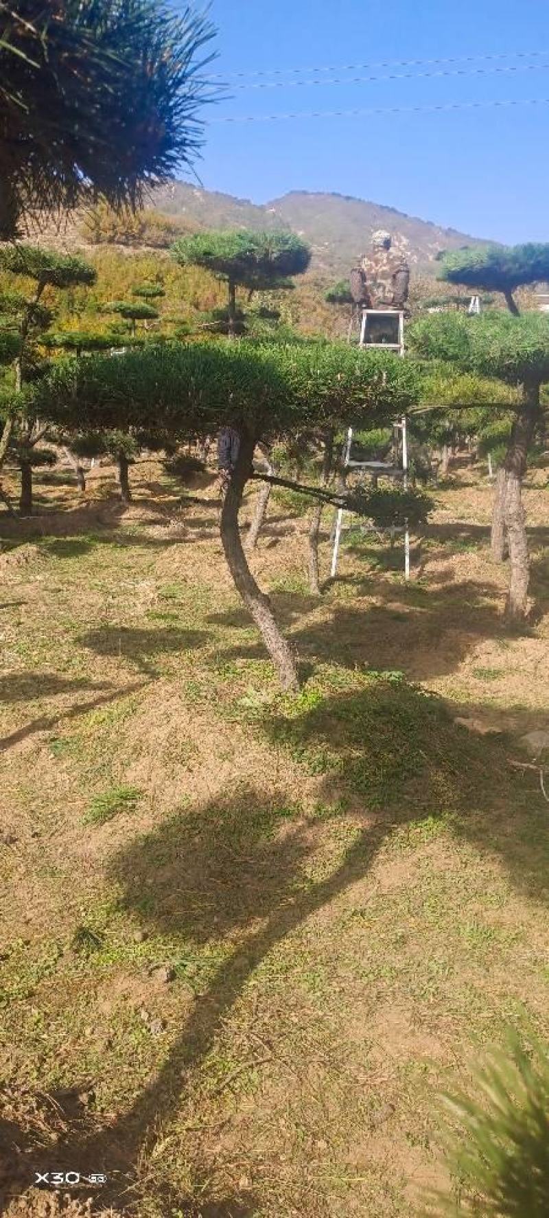 造型黑松造型油松黑松盆景