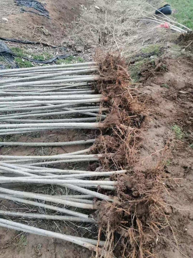 白杨树苗大量供应产地直销一手货源全国各地物流班车发货质量