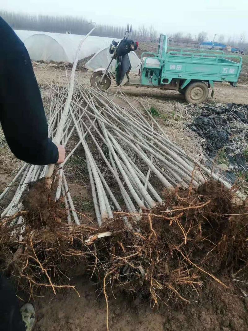 白杨树苗大量供应产地直销一手货源全国各地物流班车发货质量
