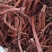 2025年新地块丹参苗子，批发零售需要的联系技术指导收购