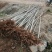 白杨树苗大量供应产地直销一手货源全国各地物流班车发货质量