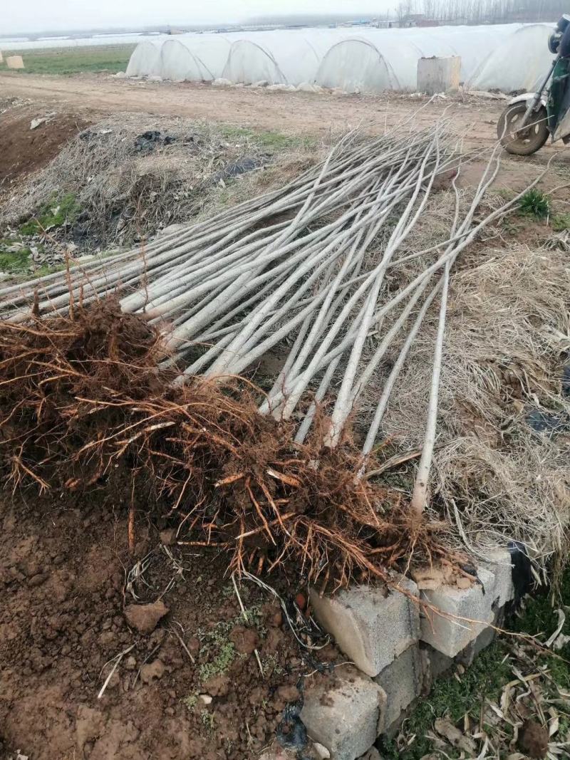 白杨树苗大量供应产地直销一手货源全国各地物流班车发货质量