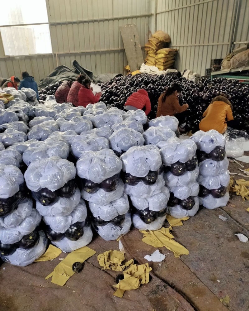 山东圆茄，茄子紫光圆茄【净棚货食堂货】一直到年底，电我