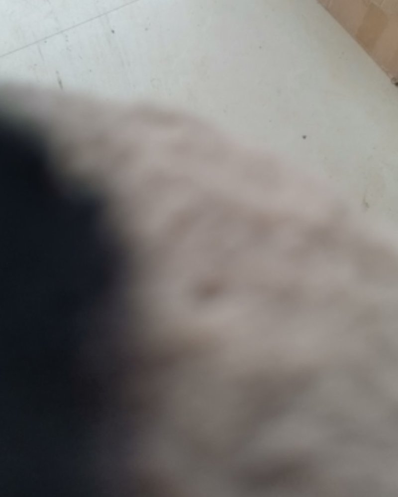 荆芥产地直供可视频看货质量保证