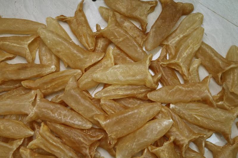 A货3头黄花胶鱼胶花胶批发足干
