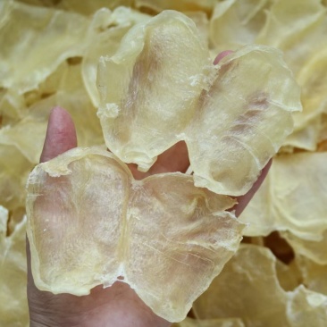 30头蝴蝶肚腥味淡鱼胶花胶批发代发