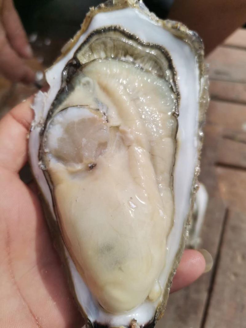 自有养殖基地，基地直接清洗