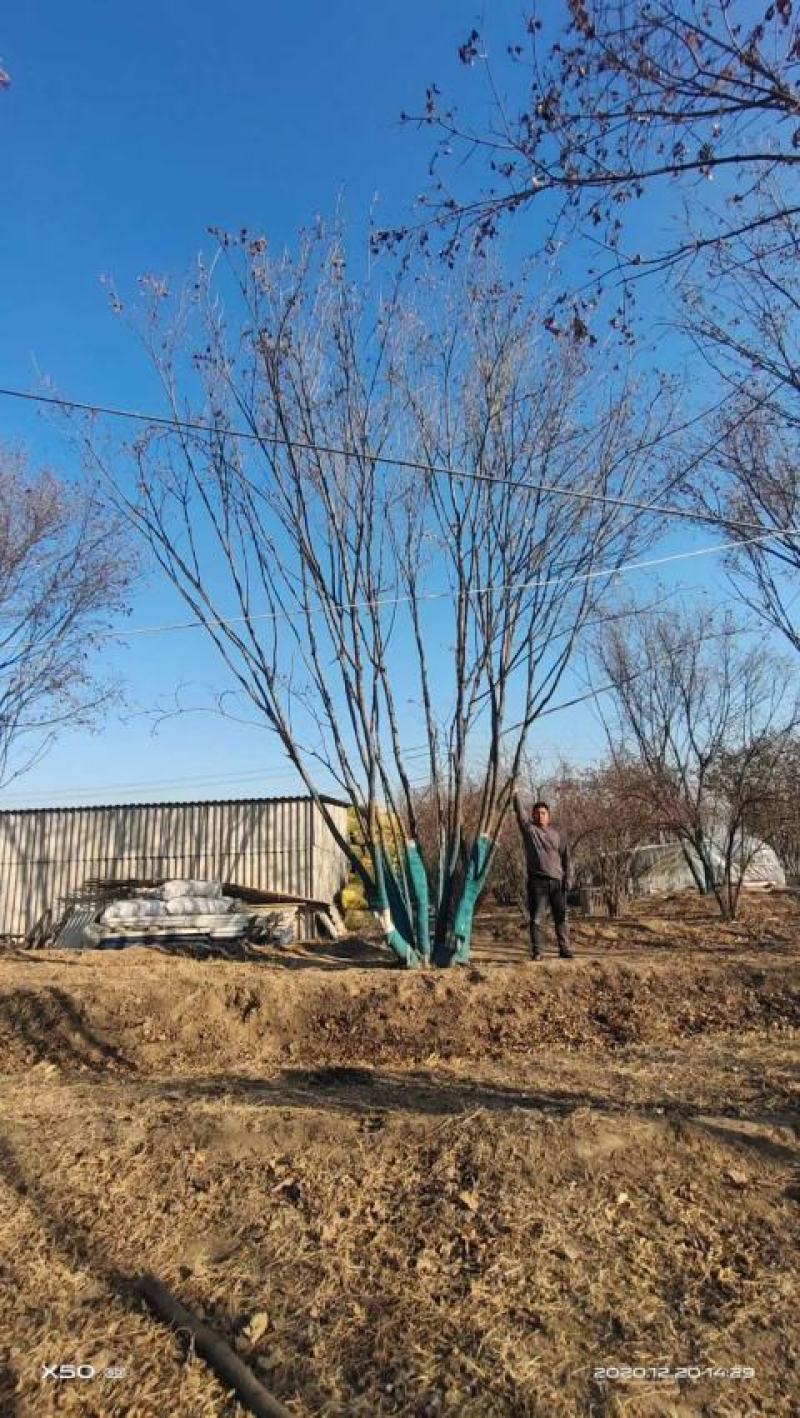 大量供应精品正宗丛生五角枫7--12米高度