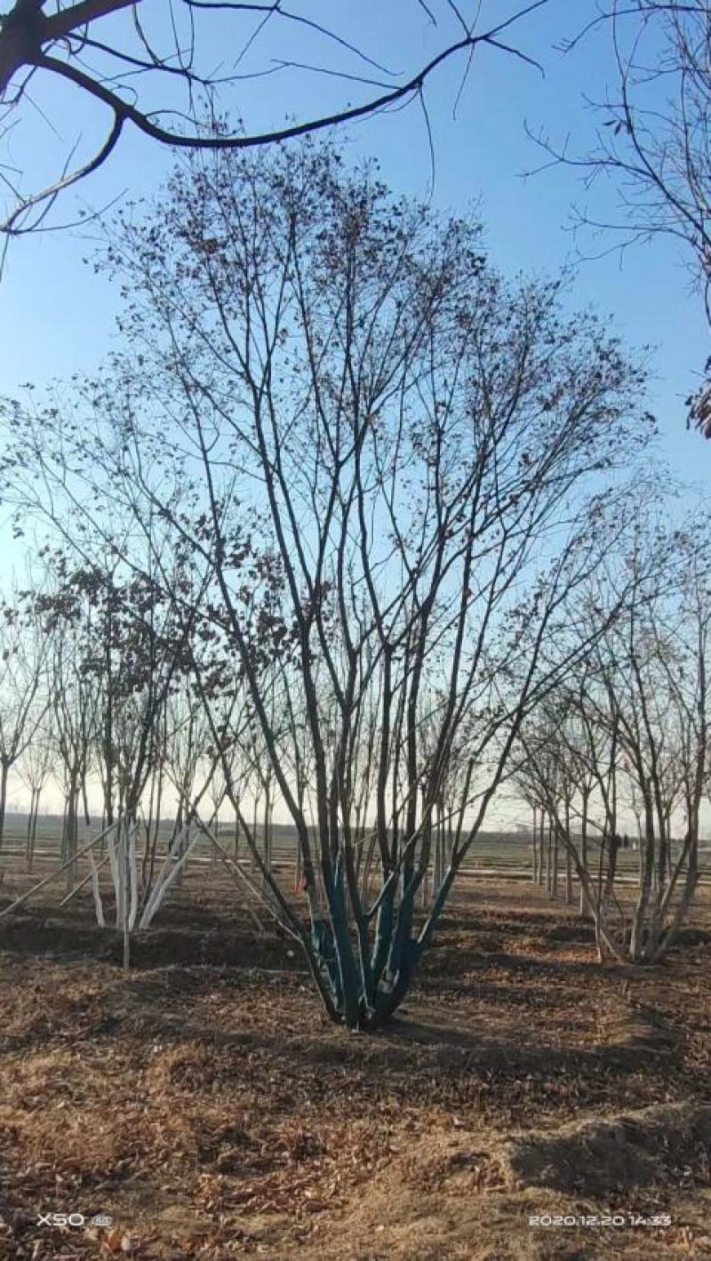 大量供应精品正宗丛生五角枫7--12米高度