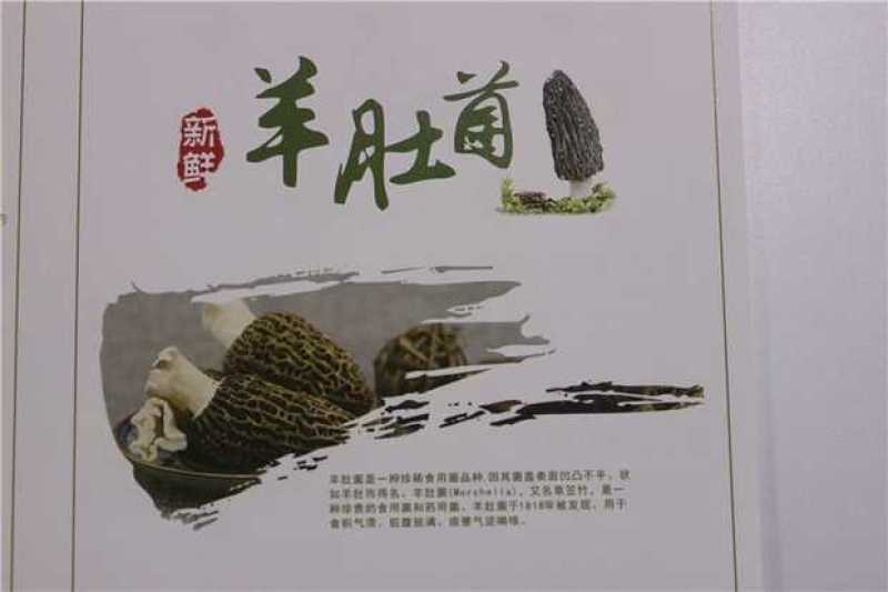 成都千亩羊肚菌种植基地提供鲜品，干品，冻品，规格齐全