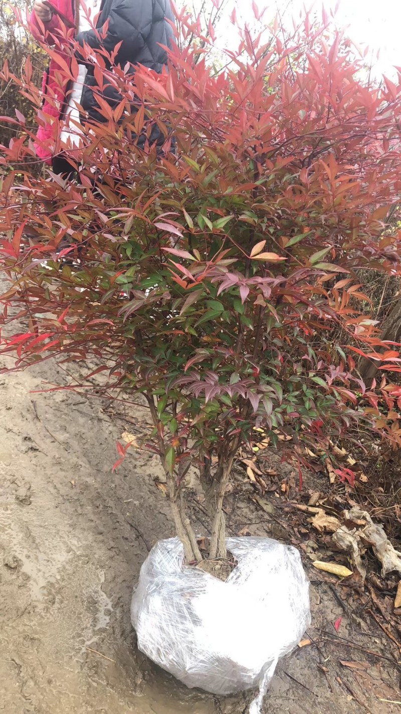 南天竹南天竹大小全有绿化苗木，欢迎订购