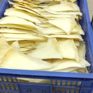 鱼翅批发行！有量有价！