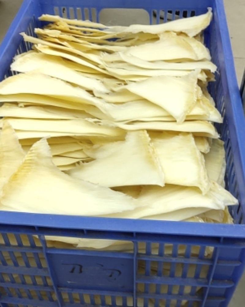 鱼翅批发行！有量有价！
