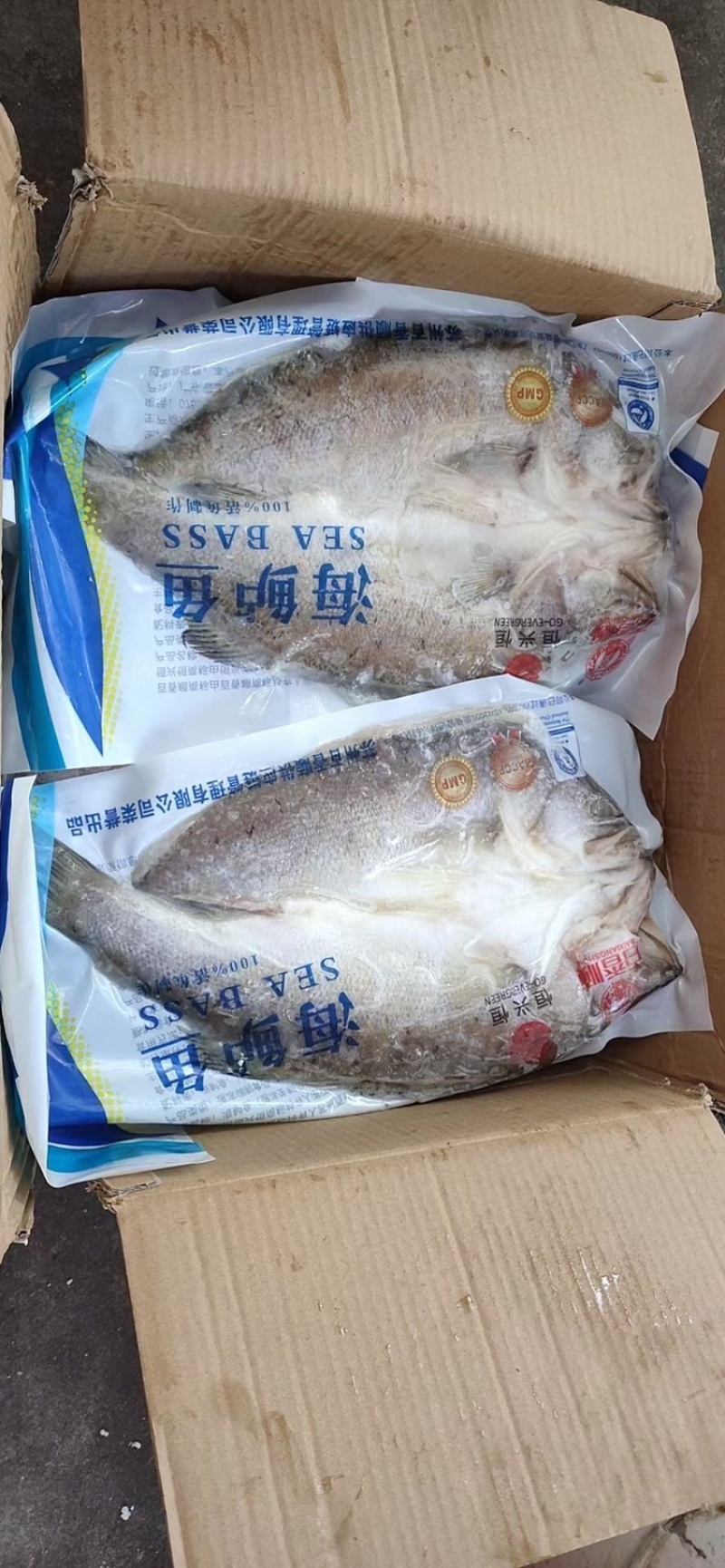 开背腌制调味海鲈鱼，800克到1000克12条，烤鱼专供