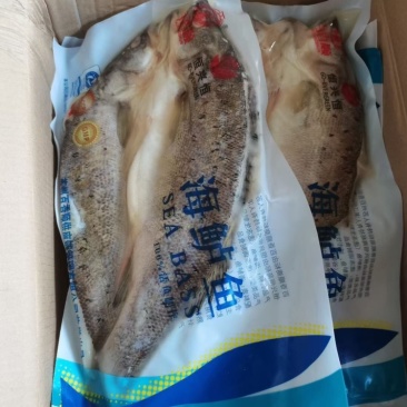 开背腌制调味海鲈鱼，800克到1000克12条，烤鱼专供
