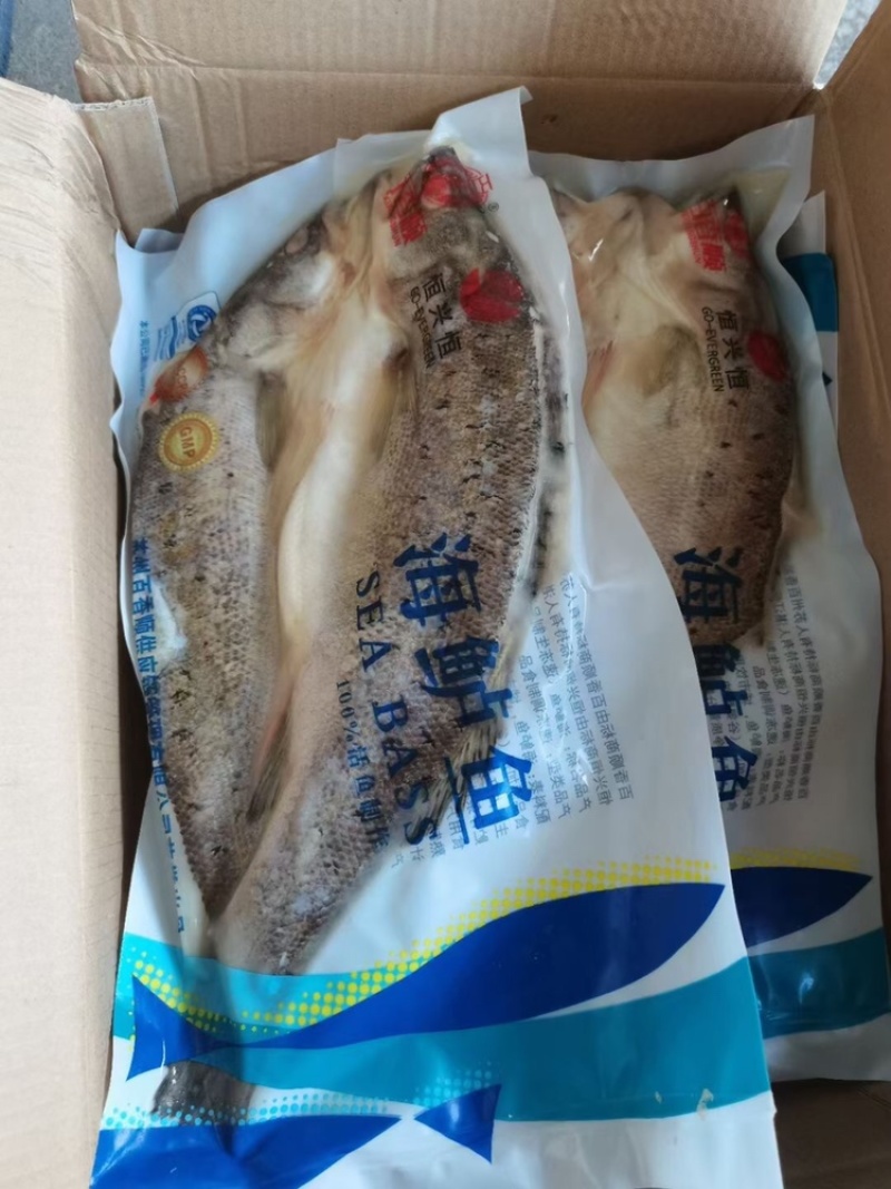 开背腌制调味海鲈鱼，800克到1000克12条，烤鱼专供