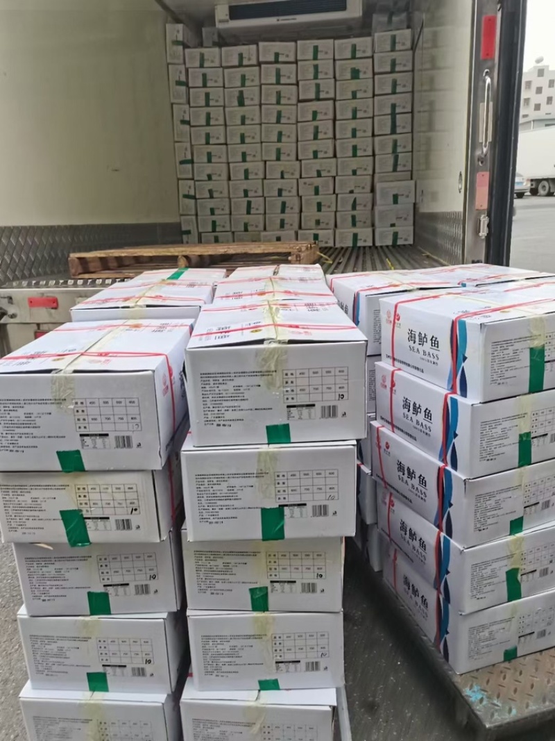 开背腌制调味海鲈鱼，800克到1000克12条，烤鱼专供