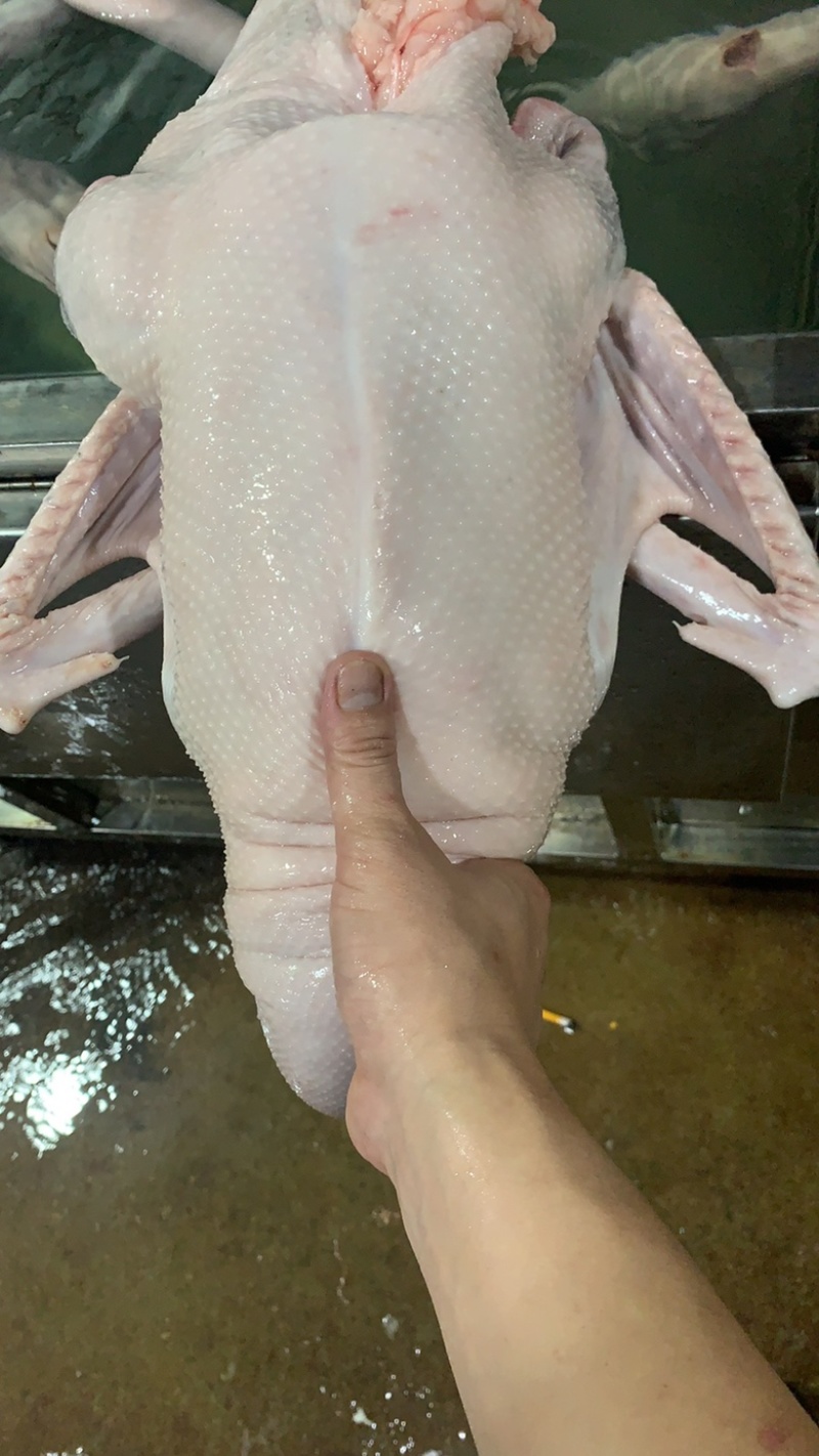 狮头鹅带鹅掌鹅翅全鹅狮头鹅翅冷冻鹅翅膀鹅肉新鲜