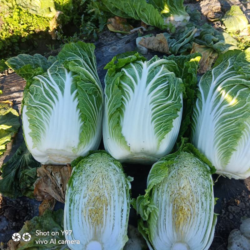 大白菜云南精品黄心大白菜，云南精品大白菜大白菜…………