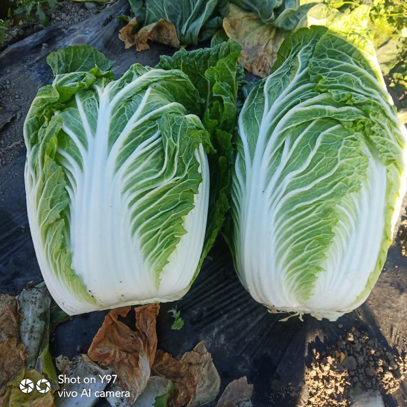 大白菜云南精品黄心大白菜，云南精品大白菜大白菜…………