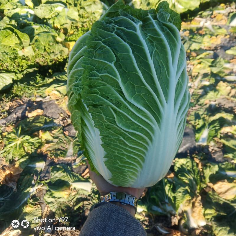 大白菜云南精品黄心大白菜，云南精品大白菜大白菜…………