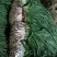 红根蒜苗泥蒜大量上市湖北当阳合作社直供质优价廉