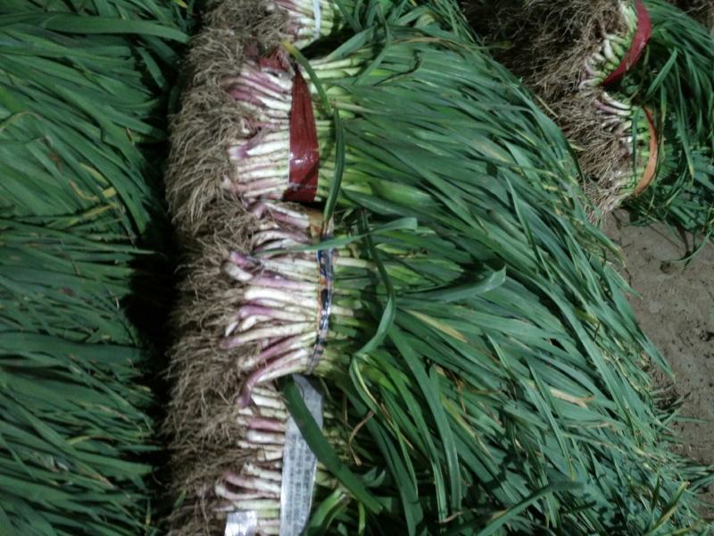 红根蒜苗泥蒜大量上市湖北当阳合作社直供质优价廉