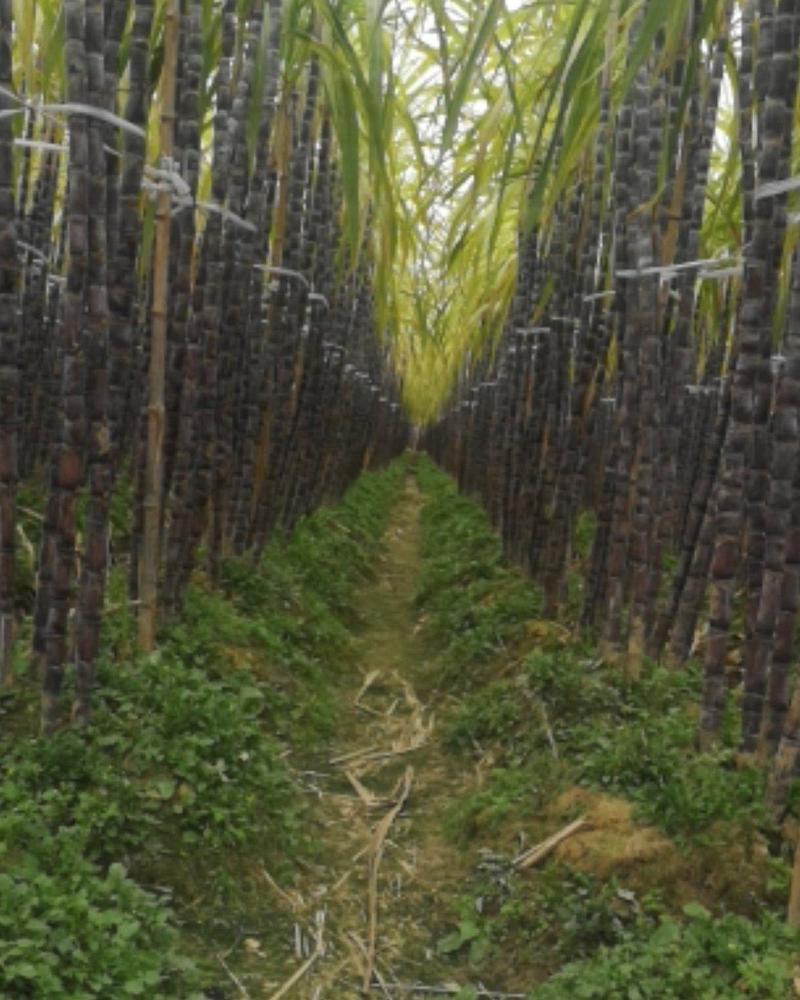 个人种植甘蔗，每根是两米以上