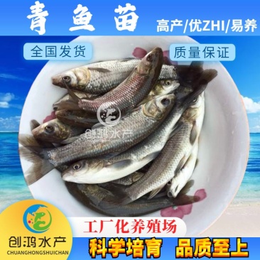 大量供应优质青鱼苗螺丝青鱼苗黑鲩鱼苗四大家鱼供应
