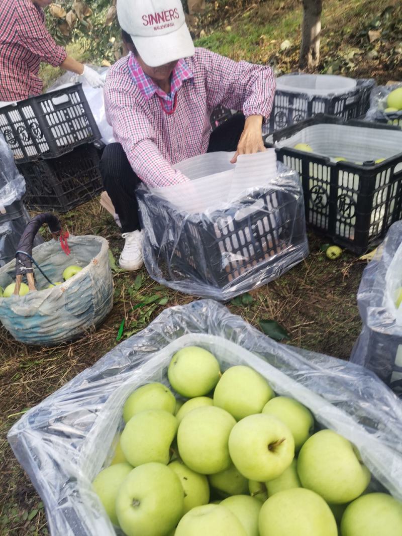 辽宁省光果黄元帅五十万出售