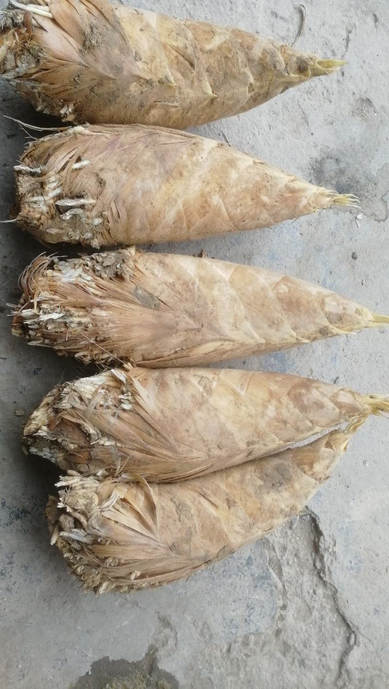 湖南怀化金竹精品黄泥冬笋购销中心